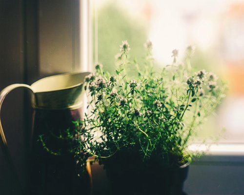 Green plants framing a bright window inside an office